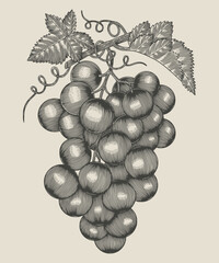 Grapes. Hand drawn vintage engraving style illustration.
