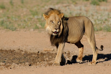 Big, black-maned African lion (Panthera leo), Kalahari, South Africa