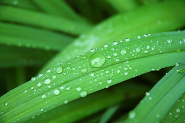 rain drops on a daylily leaf