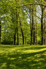 deciduous trees and green grass in the spring season in sunny weather