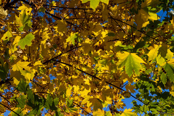 Maple tree during the autumn season