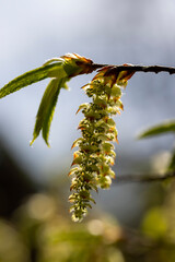 Fototapeta premium long hornbeam flowers in the spring season