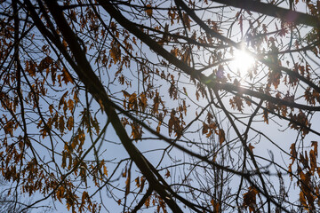 the old dry oak foliage hanging on the branches