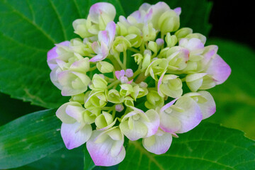 鬱陶しい梅雨の時期に鮮やかな色味で楽しめる紫陽花。様々な品種が楽しい。マクロでクローズアップで撮影