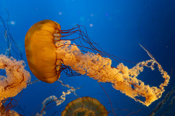jelly fish in the water © Gavin Howard