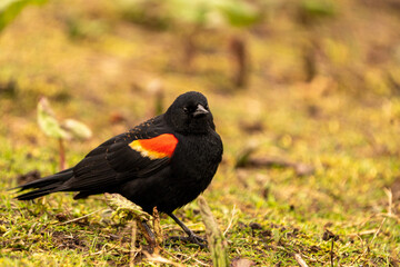 red winged blackbird