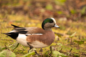 duck in the park