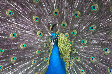 Obraz premium peacock