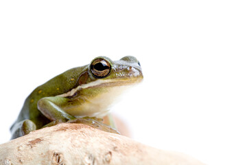 green tree frog on a branch, macro isolated on white. limited depth of field, focus on eye.