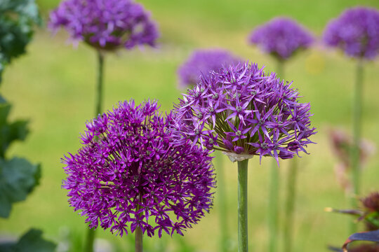 A forest of beautiful purple Allium flowers with very straight green stems standing tall like elegant trees.