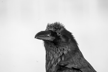 raven on a white background