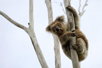 Wild Koala up a tree (not a zoo image)
