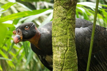 Female king vulture