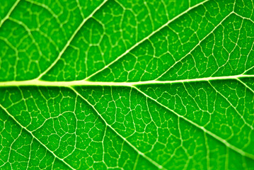 Extreme macro of green leaf with veins