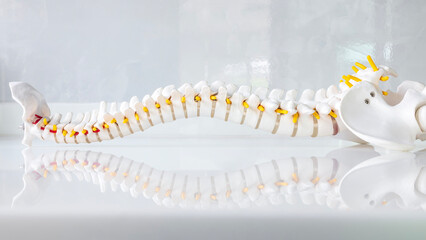 Total human spine skeleton model with beautiful reflection on glass table.Cervical, thoracic and lumbar spine to sacrum.Doctor in the orthopedic unit uses it for patient education before surgery. - obrazy, fototapety, plakaty