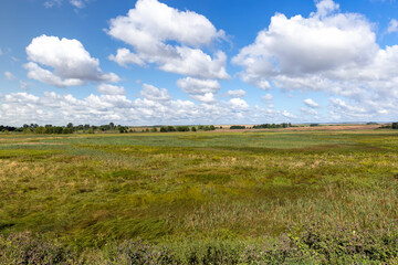 Green grass growing in the field in the summer