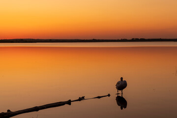 a calm lake and one white swan in the spring during sunset