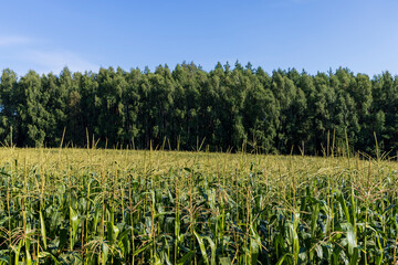 Corn field with green plants