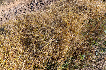 A field with cereals in the summer