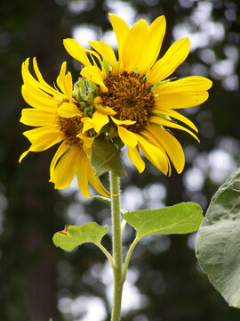 Two sunflowers on growing on same stalk