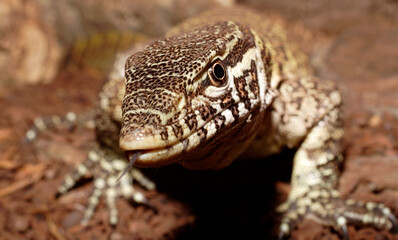 Captive bred Nile Monitor