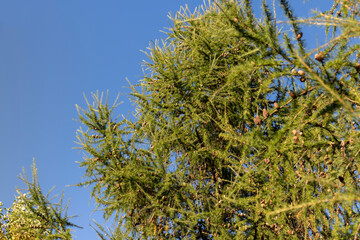 Spruce branches with green needles in sunny weather