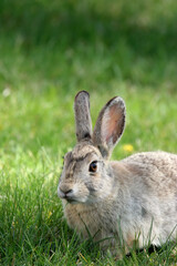 Naklejka na ściany i meble rabbit outdoors in the grass, focus on eye