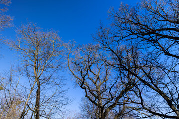 deciduous trees in the park in the early spring season