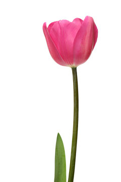 tulip - pink tulip with long stem shot over white, focus on bulb.