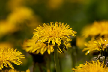 yellow blooming dandelions covered with water drops in the spring season