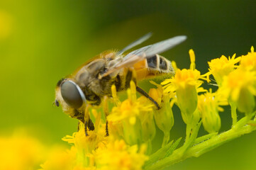 Macro shot of bee on a yellow flower