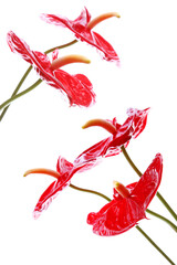 Red Anthurium flowers over white with bright highlights