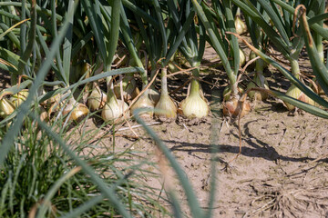 An agricultural field with a harvest of onions in the summer