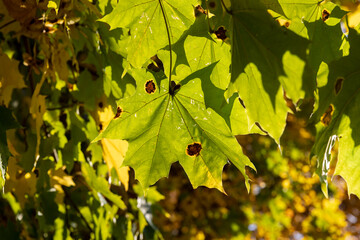 Yellowing maple foliage in the autumn season