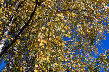 sunny autumn weather in a birch forest with a blue sky