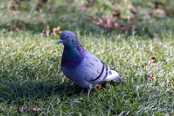Pigeons looking for food in the autumn season
