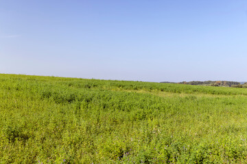 field with grass for harvesting fodder for cows