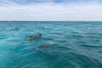 Wild dolphins swimming to the surface in deep teal sea in Quintana Roo Mexico
