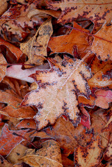 Macro of autumn leaves on the ground covered with morning frost