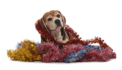 Cute Beagle dog with Christmas tinsels on white background
