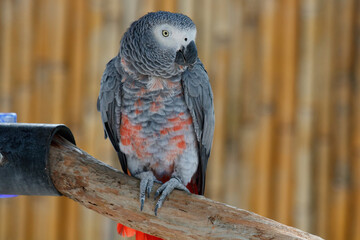 Small gray parrot