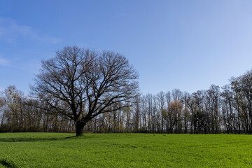 Obraz premium lonely growing oak without foliage in early spring