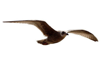 Seagull flying, isolated with clipping path included