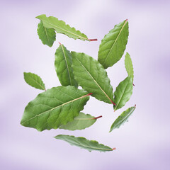 Fresh bay leaves falling on violet background