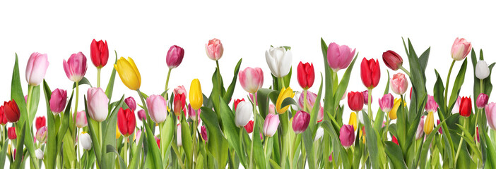 Many beautiful tulips on white background, banner design