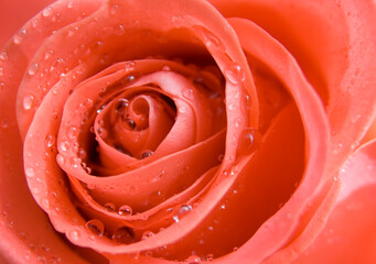 Pink rose with water drops.