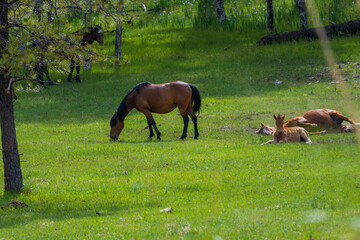 beutiful horses in lincoln national forest
