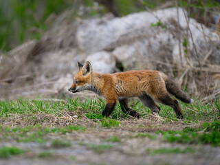 Eastern American Red Fox kit walking on grass