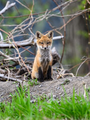 Eastern American Red Fox kit portrait