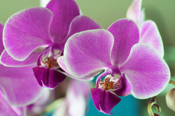 Fototapeta na wymiar Beautiful and colorful orchids for background use. Concept: Beauty